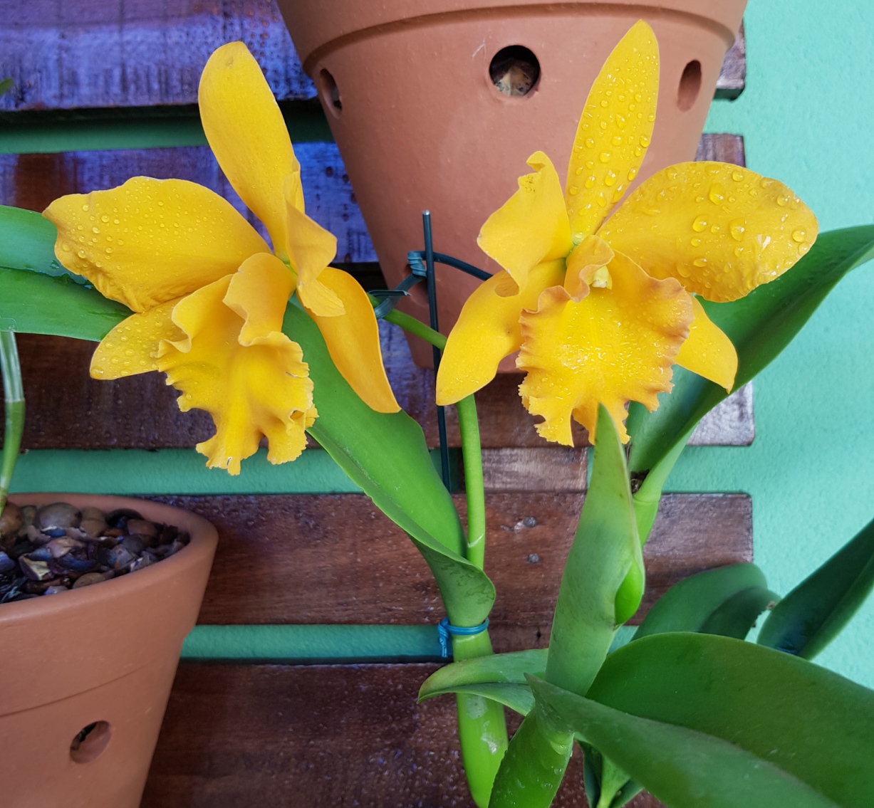 Orchidee met bladschede en nieuwe bloemstengel
