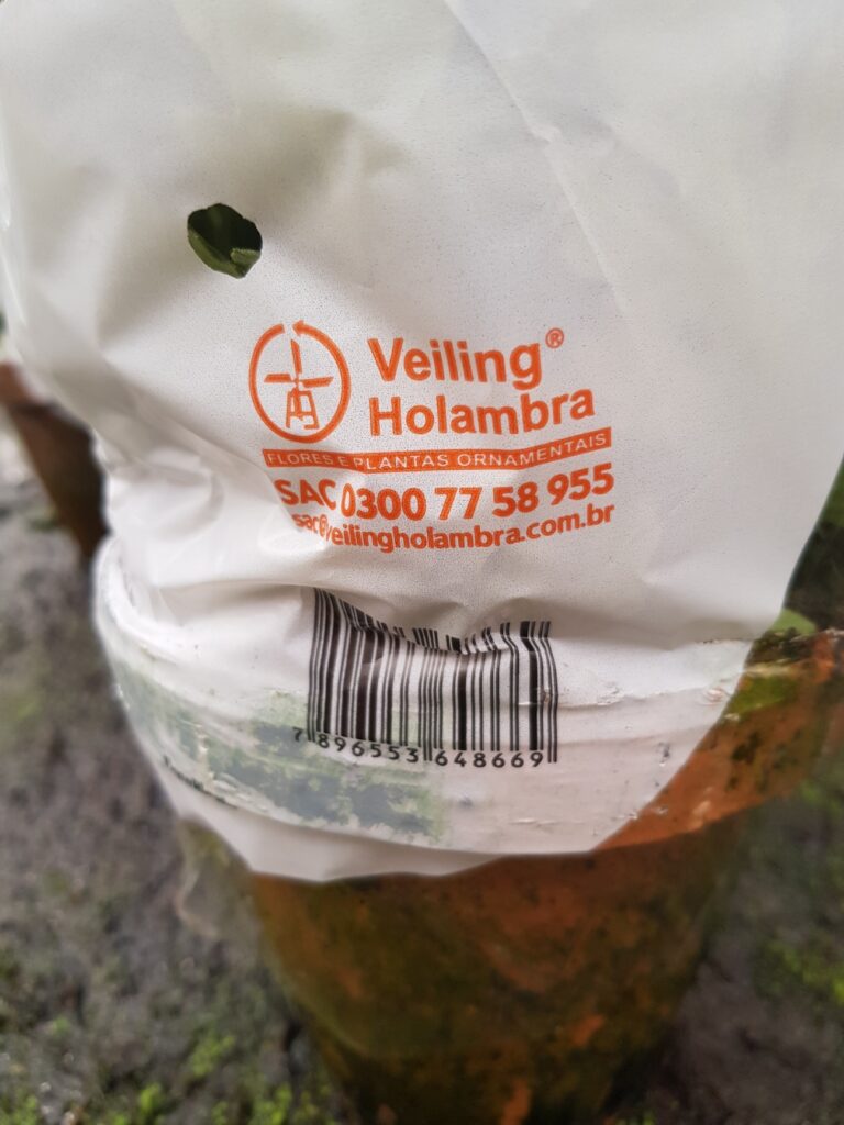 Veiling Holambra