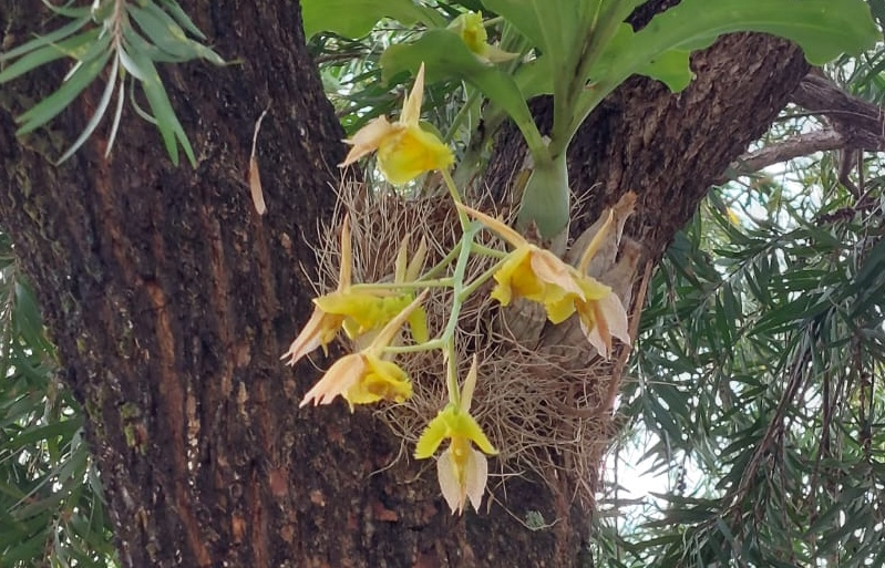 Epifytische orchidee