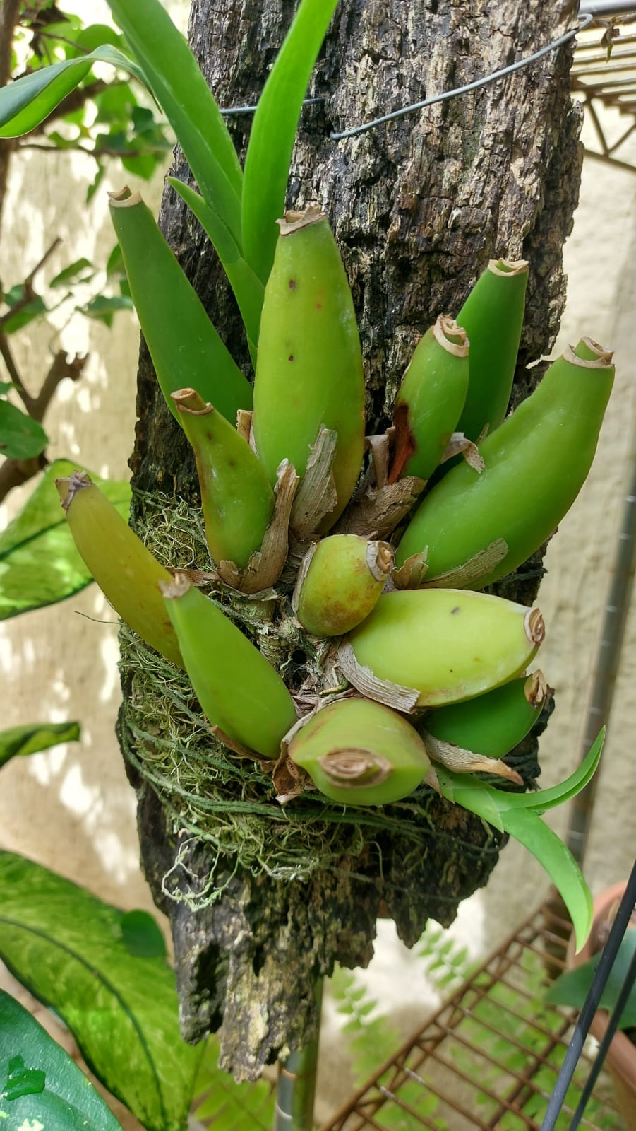 Epifytische orchidee.