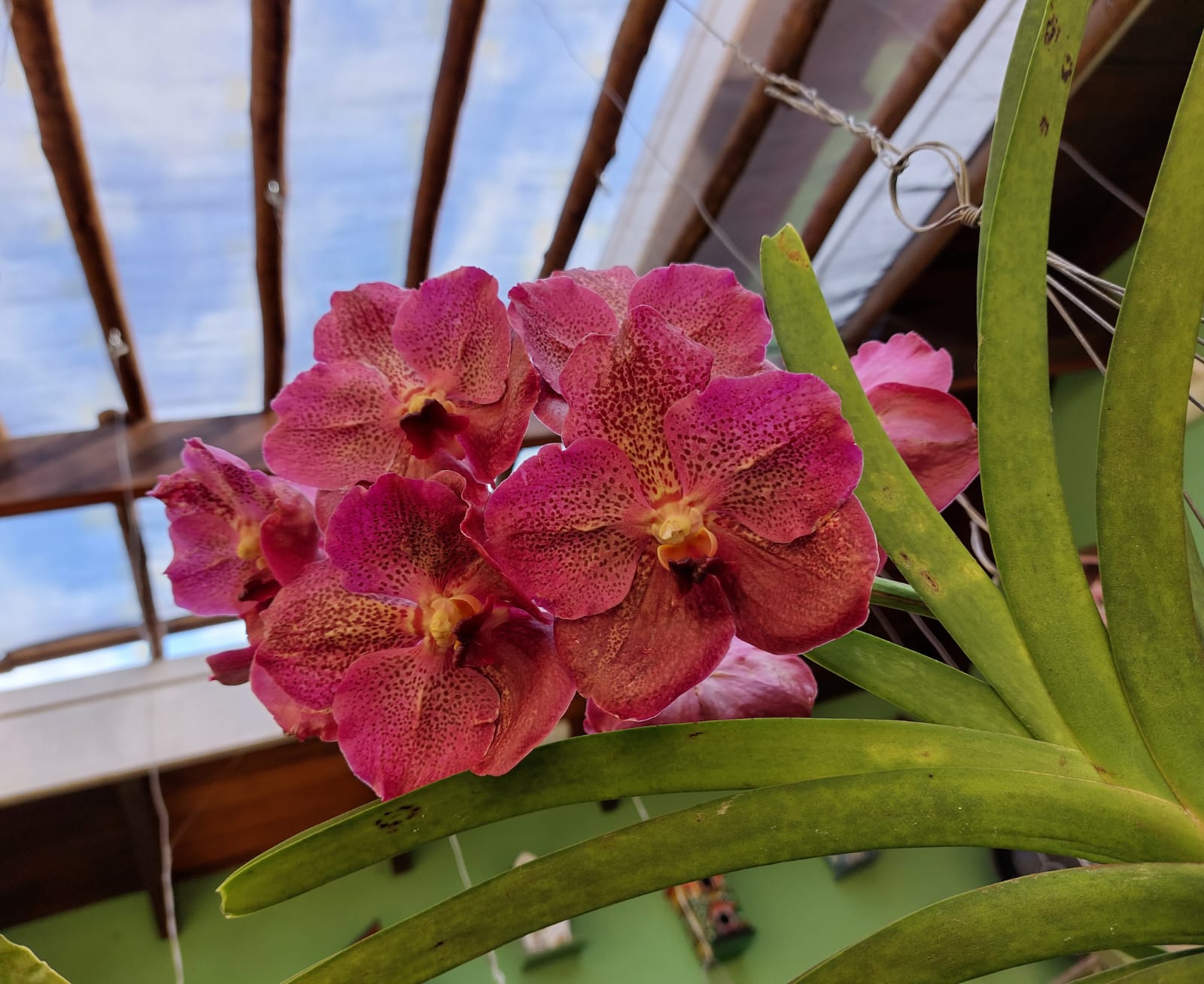 Vanda Orchidee.