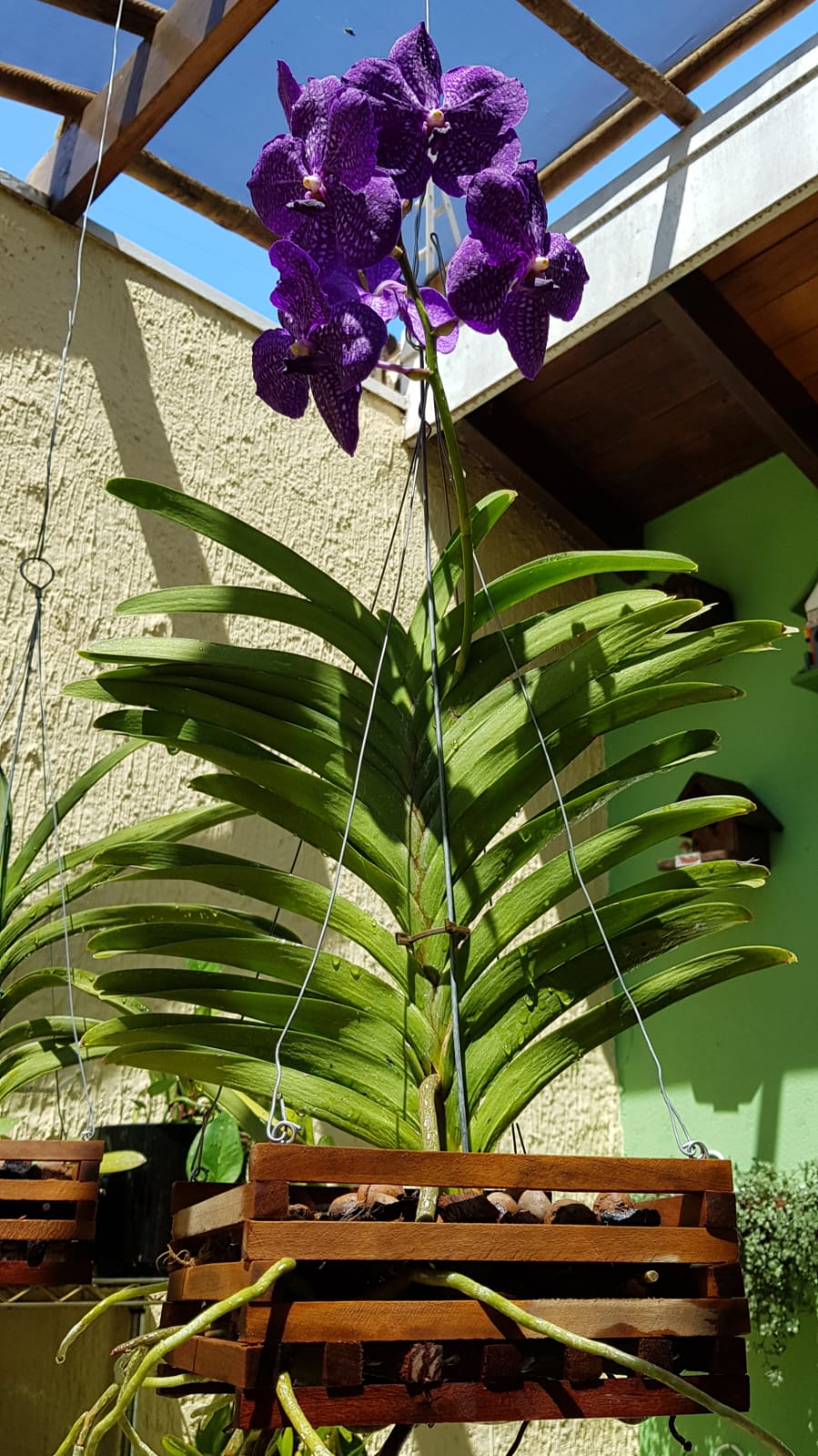 Vanda Orchidee.