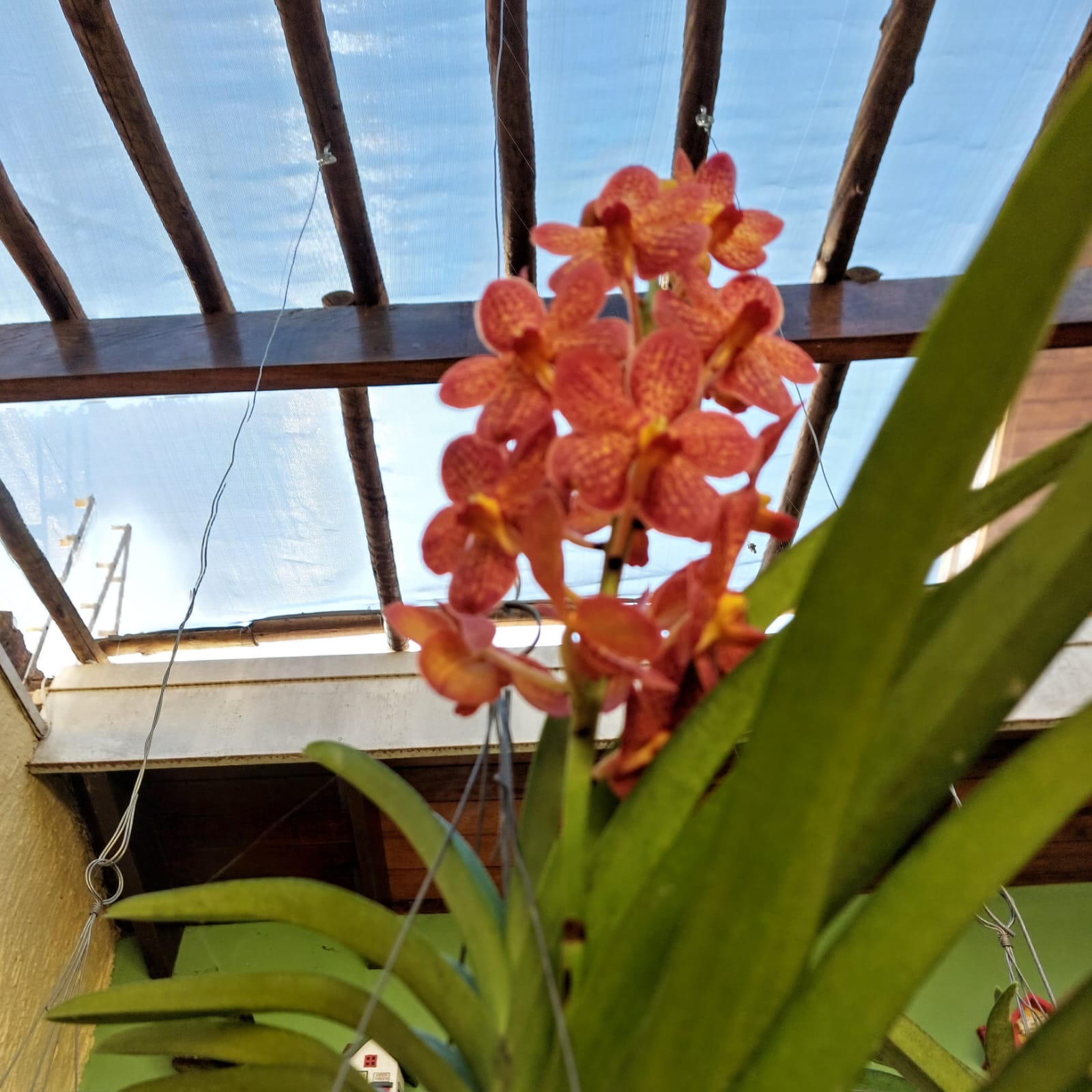 Vanda Orchidee