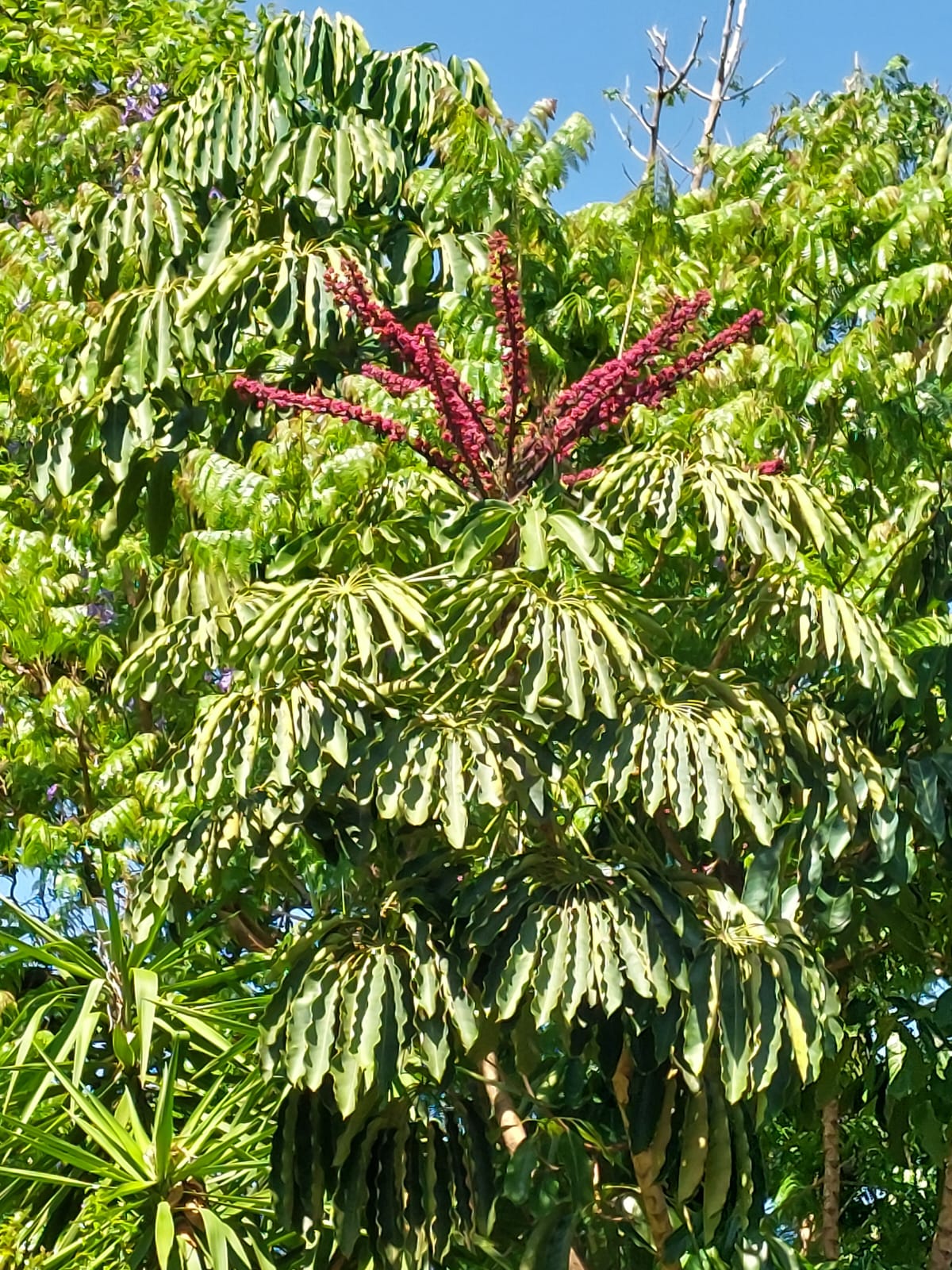 Schefflera