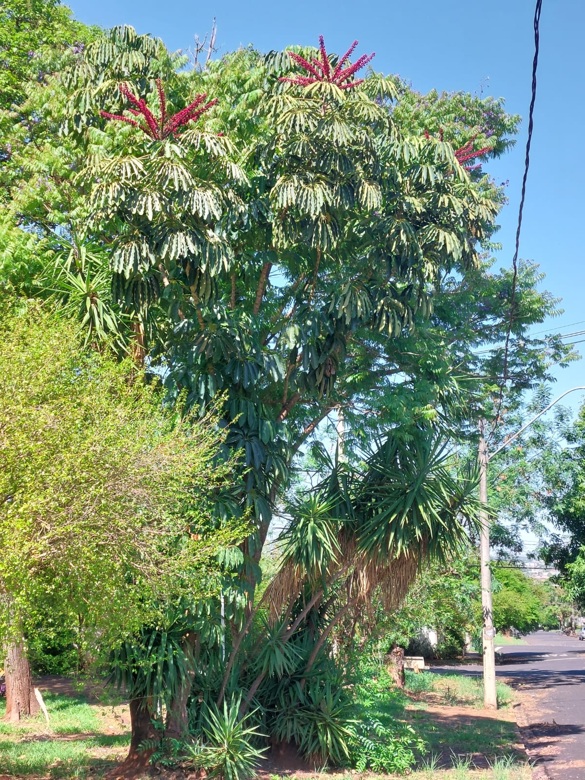 Schefflera