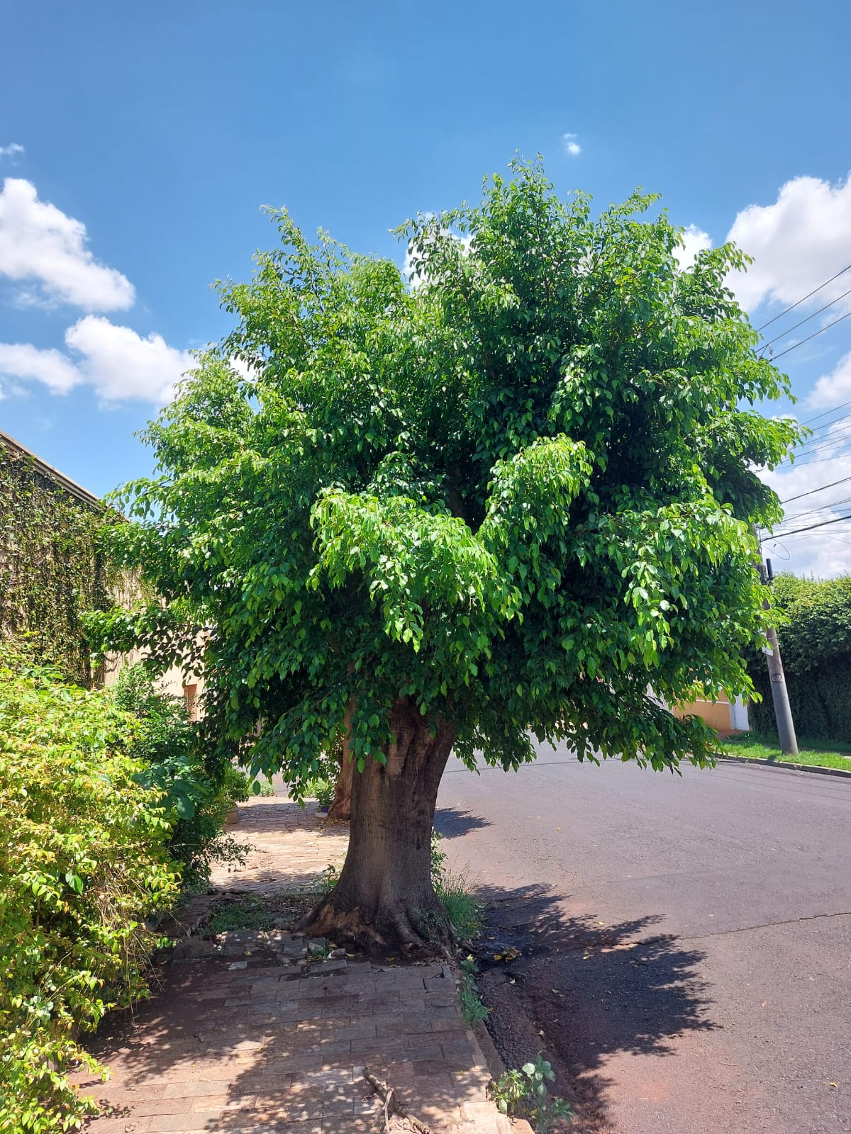 Ficus Benjamini