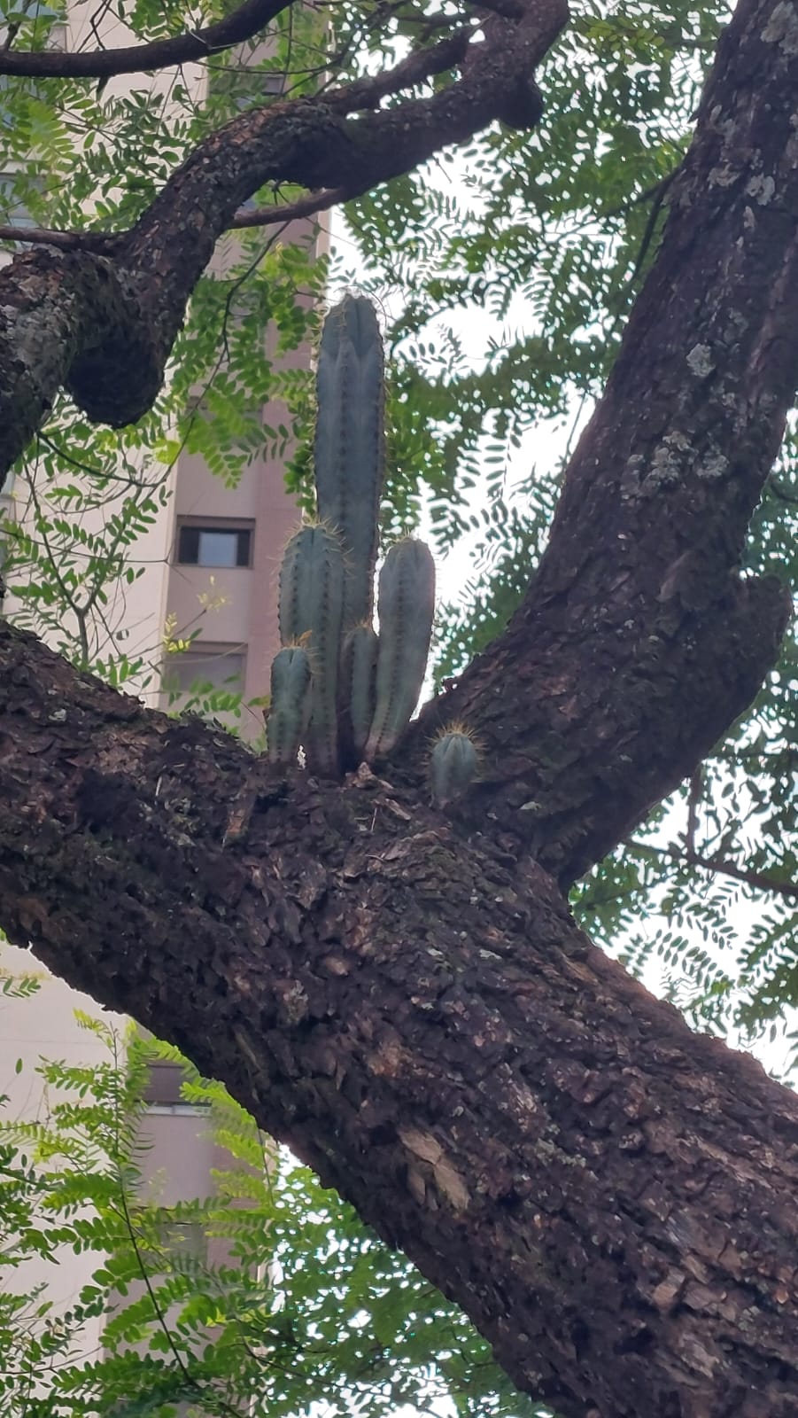 Symbiose cactus en boom.