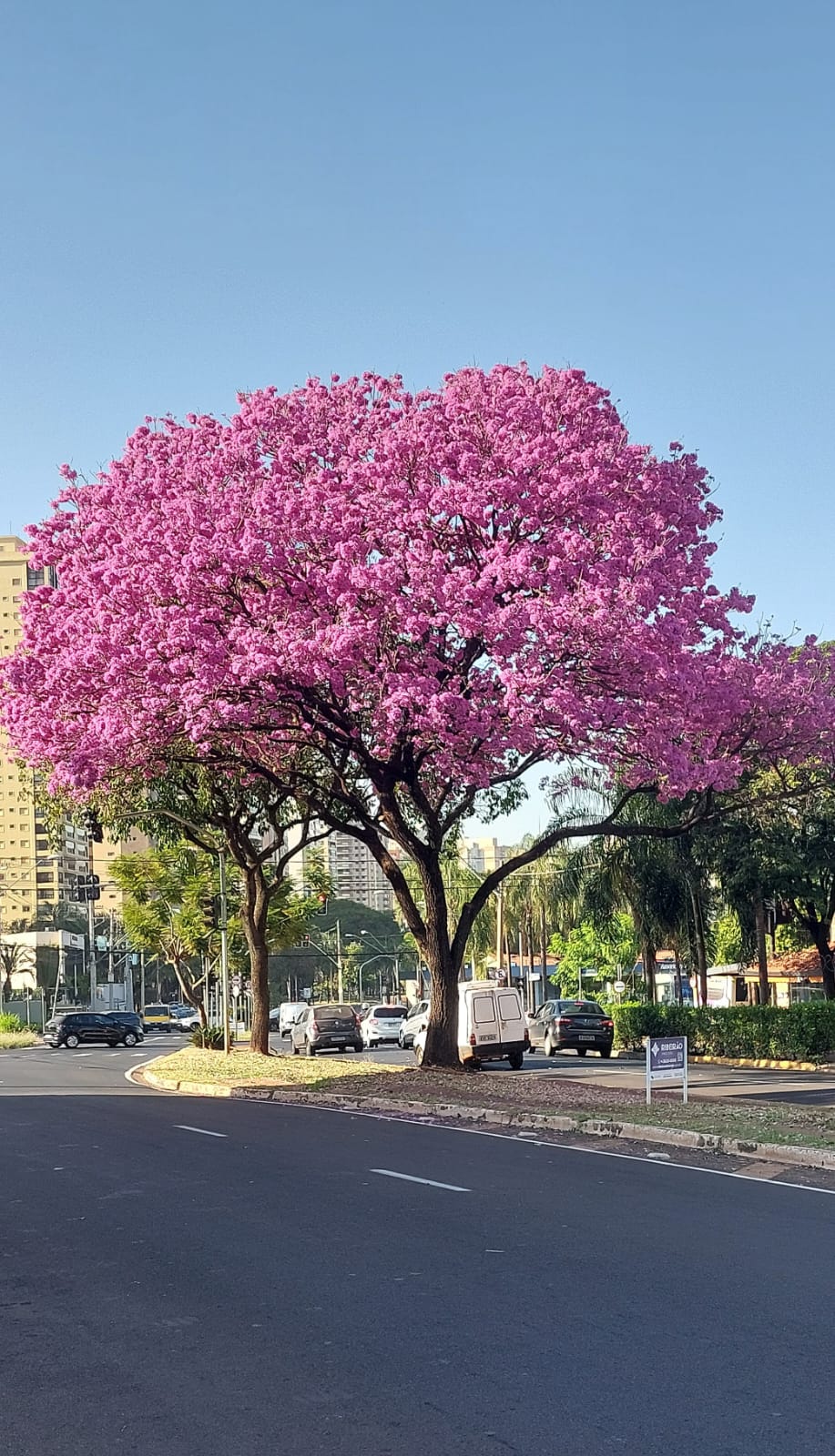 Ipê Roxo. Ipê Roxo.