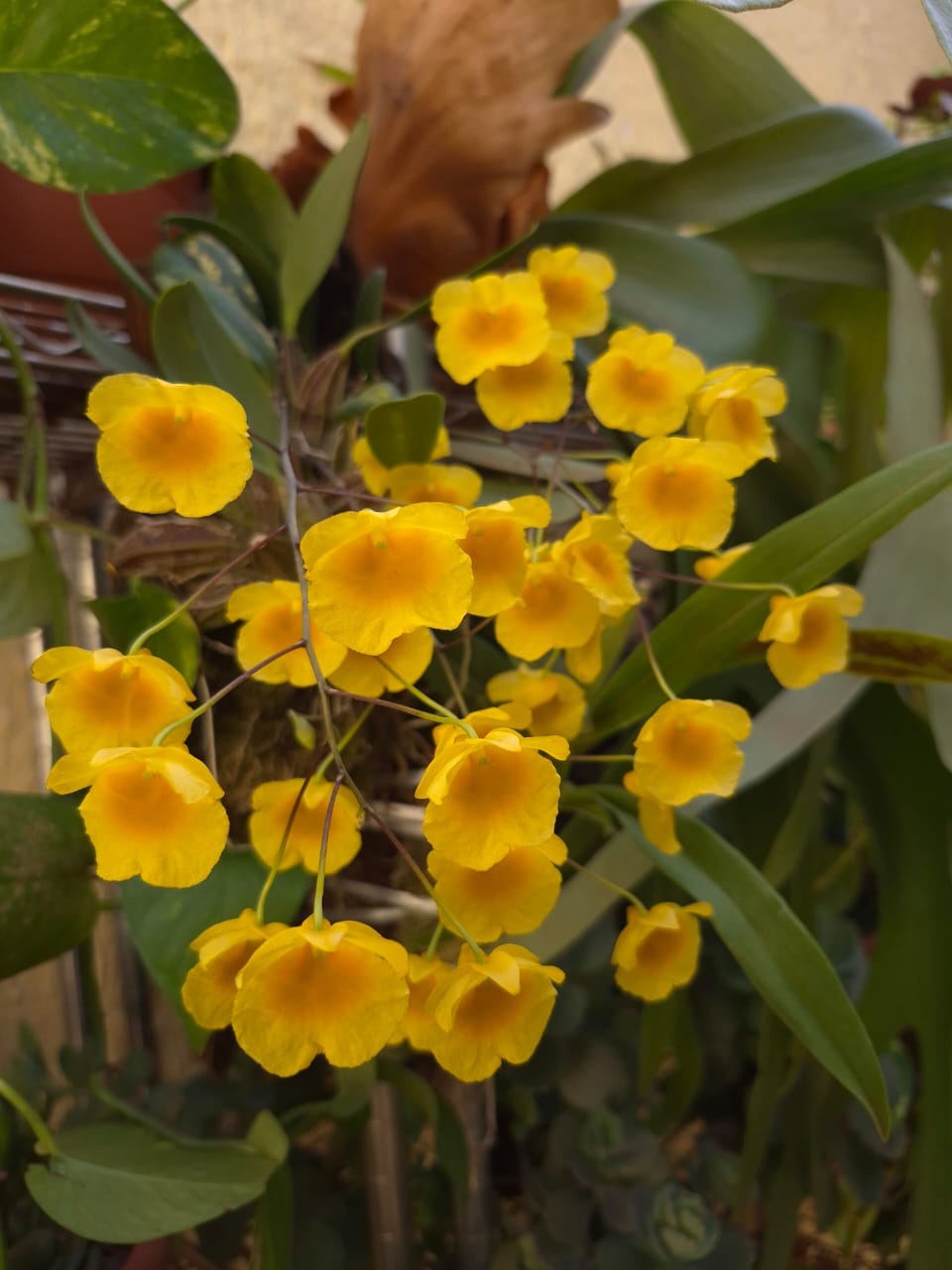 Dendrobium Agregatum1