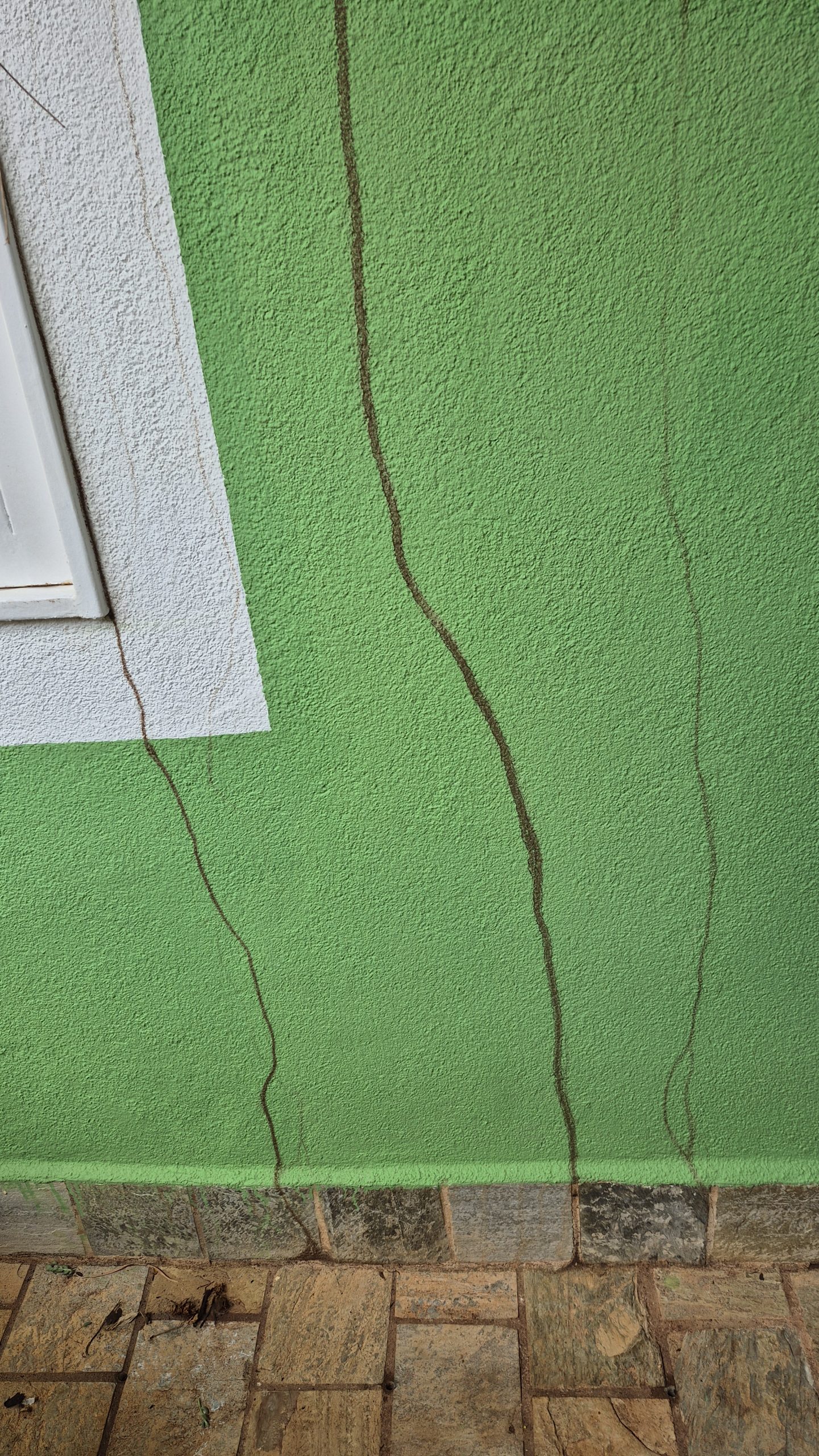 Moddersporen van de Cupim de solo.